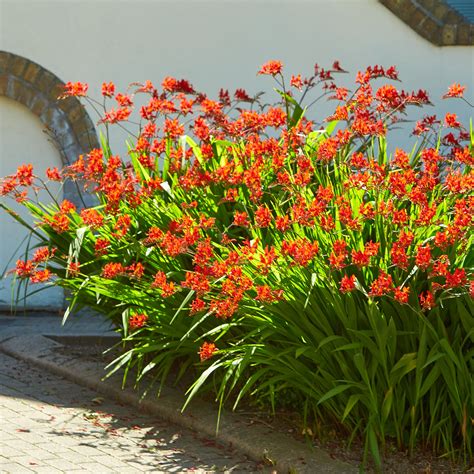 15 Crocosmias rouges