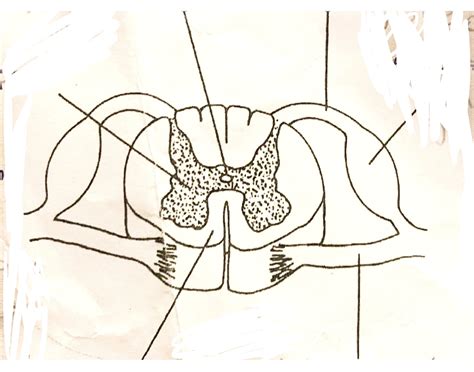 Pig Spinal Cord — Printable Worksheet