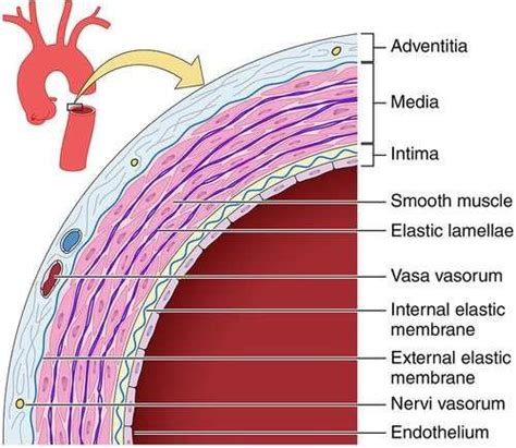 Schematic Illustrating The Main Histological Components Of The Aortic