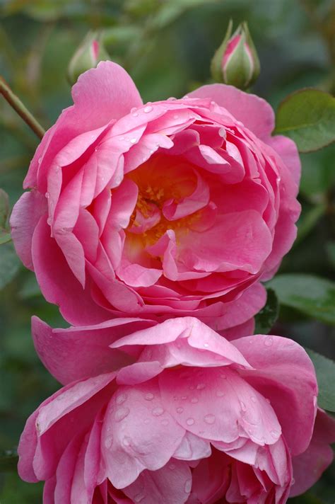 Royal Jubilee ® | Rose, intensiv rosa & violett, 120 cm x 100 cm (David ...