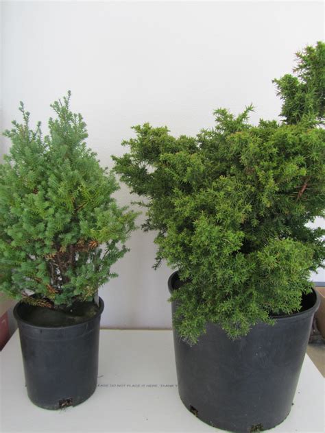 Garden Grumbles and Cross Stitch Fumbles: A Bumblebee and Gardening