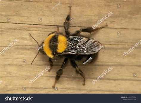 bufftailed bumblebee large earth bumblebee lat stock photo