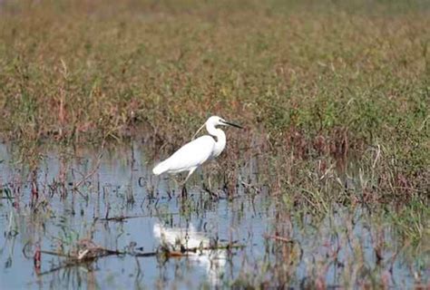 The Importance of Bird Conservation for Biodiversity!