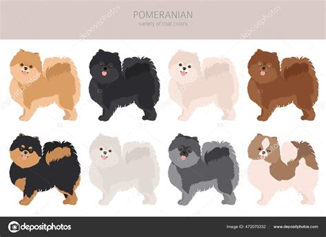 colores de pomerania top pomeranian colors  guide   fluffy