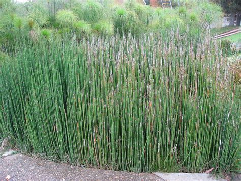 Pipirigul Equisetum Hyemale Planta Medicinala Folosita In