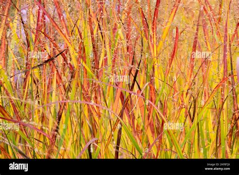 Autumn Leaves Grass Panicums Switchgrass Panicum Virgatum Rotstrahlbusch Panicum Grasses