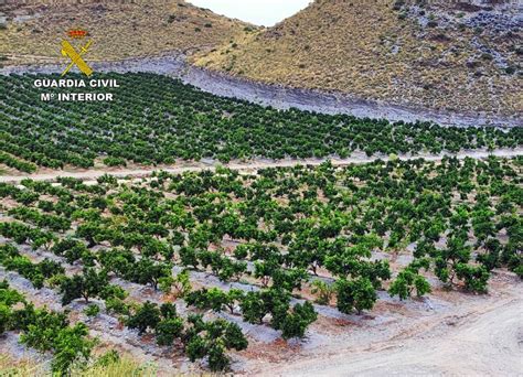 Guardia Civil Investiga A Dos Personas Por Cultivo En Lorca De Una