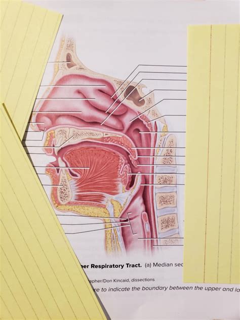 Upper Respiratory Tract Diagram Quizlet