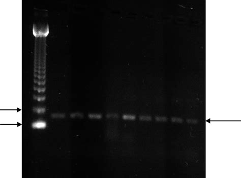 Specie Specific Pcr Of L Rhamnosus Lines 2 To 9 Strain Isolated Of