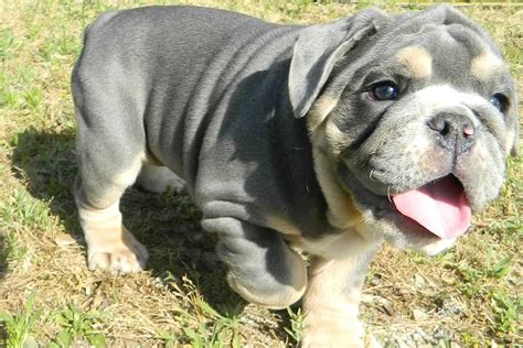 mini blue english bulldog