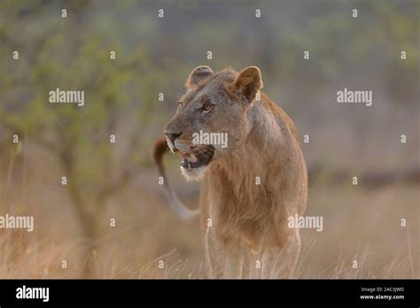 Best Lioness Portrait Stock Photo Alamy