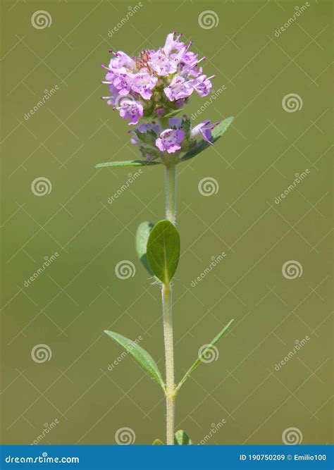 Wild Thyme Blooming, Thymus Vulgaris Stock Image - Image of plant