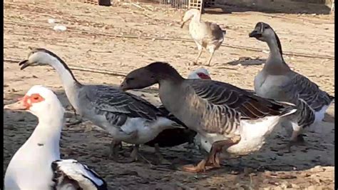 Toulouse Geese Mature Vs Young African Geese And Waterbirds Feeding In