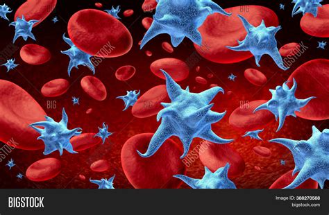 Platelets In Blood 