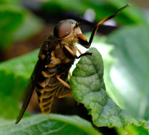 Horsefly.Tabanus-bovinus - The Wheelchair Gardener