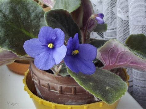 Голубоглазая фиалка | ФотоДрузья | ВКонтакте