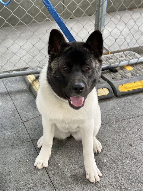 Dog of the Day: Para the American Akita Puppy | The Dogs of San Francisco