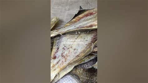 Вяленый ёрш едет в СПб. - YouTube