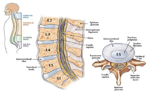 understanding lumbar anatomy  relation    pain fitness