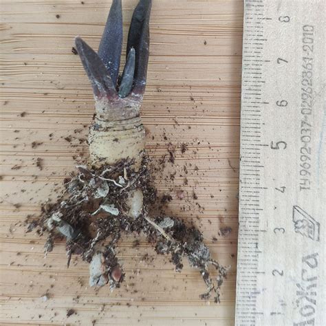 Ариокарпус trigonus - купить в интернет-магазине суккулентов ...