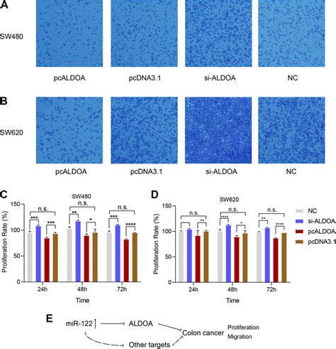 Downregulation Of Aldoa Promotes Migration Of Sw480 And Sw620 Cells