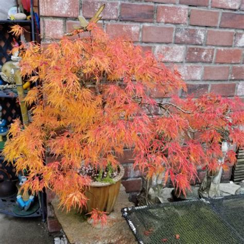 Acer Palmatum Waterfall Dissectum Group Syn Acer Palmatum Var Dissectum Waterfall Cut