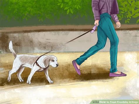 how to treat frostbite on a dog