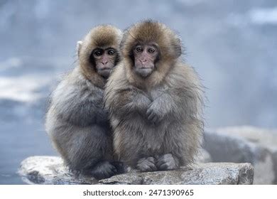 Japanese Monkey Bathing Hot Water Photos And Images