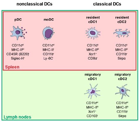Dendritic cell classes and common surface markers used for ...