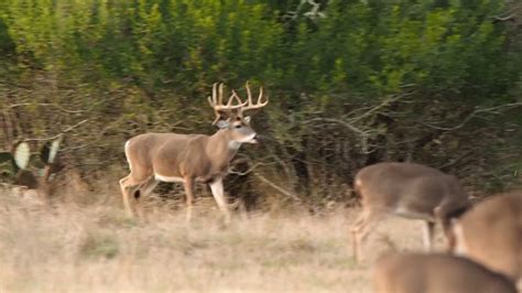 White Tailed Buck In Rut Three Rivers Texas Youtube