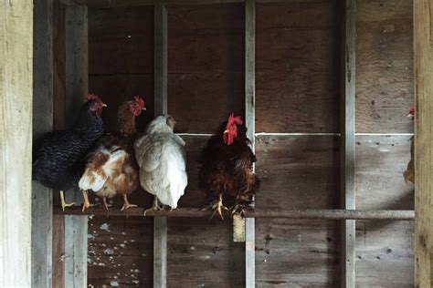 Adding New Chickens to Your Flock (Strategies to Keep Everyone Safe ...