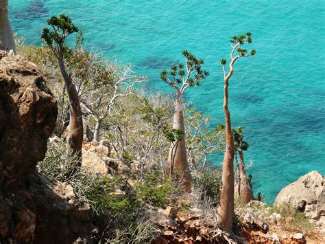 СОКОТРА – ОСТРОВ КРОВИ ДРАКОНА