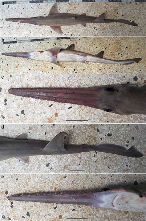 Two New Species of Sixgill Sawsharks Discovered | Sci.News