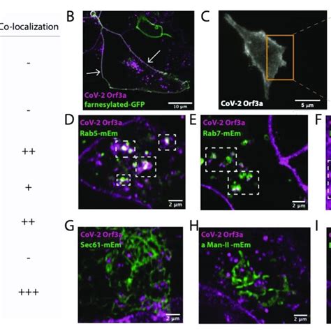 figure supplement 1 | Sub-cellular localization by immunostaining of ... 