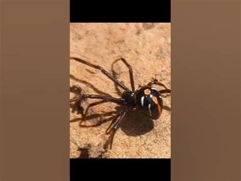 Wild Northern Black Widow Latrodectus variolus Habitat - YouTube