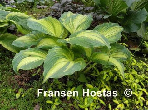 Хоста Зе Квин: описание сорта, характеристики, тонкости посадки и ухода ...