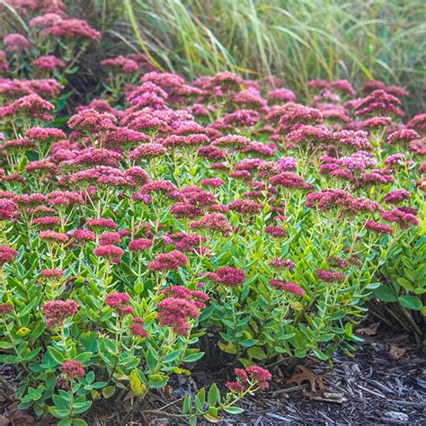 Autumn Joy Sedum Shop Succulents Spring Hill Nurseries Spring