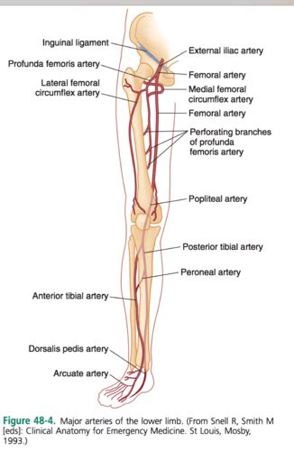 Integ Final Arterial Insufficiency Flashcards Quizlet