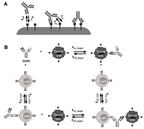 15+ Art Labeling Activity Functions Of Antibodies - Icon Sarahsoriano