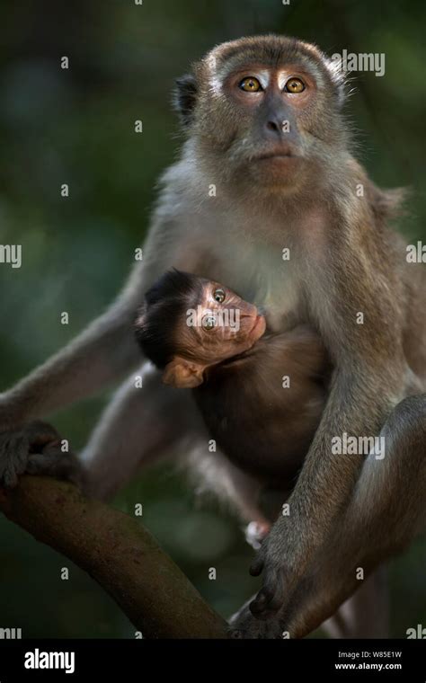 Long Tailed Or Crab Eating Macaque Macaca Fascicularis Female With