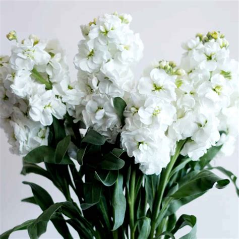 Stock Flowers from Ecuador - Main Wholesale Florist