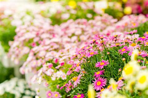 Flowers Natorps