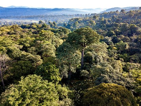 Ethiopian Coffee Farms Why Are We Funding Abuse In Ethiopia? | By