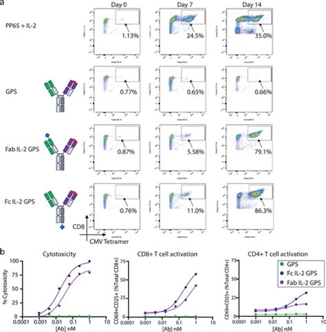 Full Article Il 2 Armored Peptide Major Histocompatibility Class I