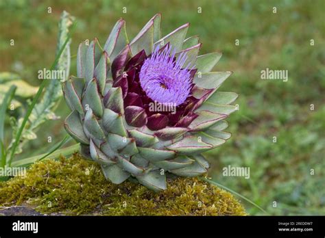 Globe Artichoke Flowers Stock Photo Alamy