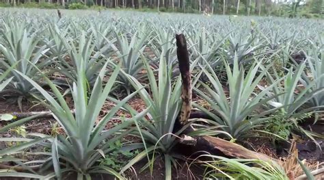 Cara Menanam Nanas Madu Agar Cepat Berbuah Untuk Pemula