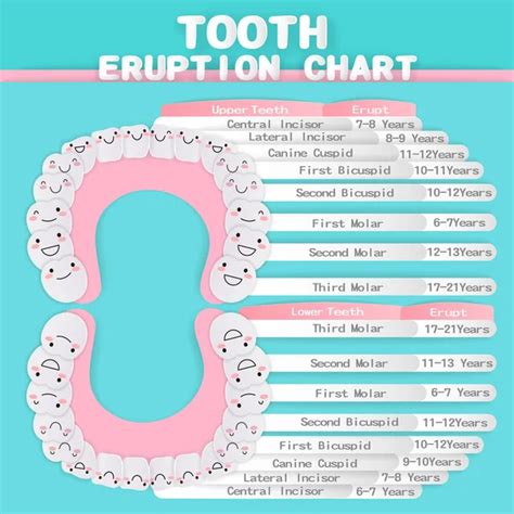 Teeth Eruption Chart Vector Art Stock Images Depositphotos