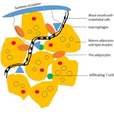 Major Cell Components Of White Adipocyte Tissue Wat Adipocytes