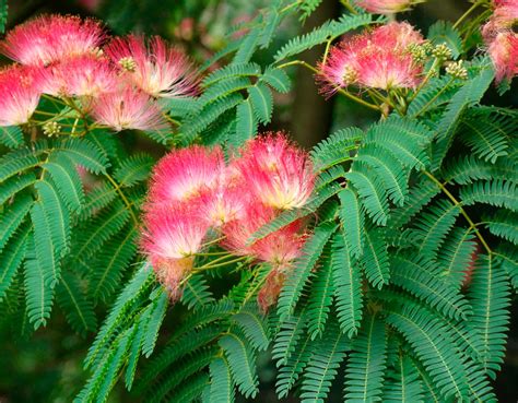 Альбиция: уход в домашних условиях, пересадка и размножение, виды