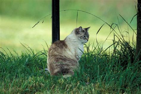 domestic cat  animals   wild wildlife photography  jim